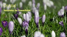 Presentation with purple crocus - PPT theme with spring-purple-crocus-flowers background and a tawny brown colored foreground