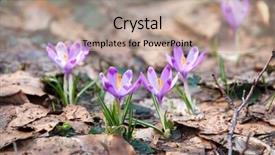  Presentation with purple crocus - Presentation design consisting of spring purple crocus flowers background and a coral colored foreground