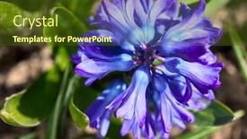  Presentation with purple spring - Cool new slide set with spring-purple-hyacinth-blooming-flower backdrop and a tawny brown colored foreground