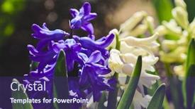  Presentation with purple spring - Presentation theme enhanced with spring-purple-hyacinth-blooming-flower background and a violet colored foreground