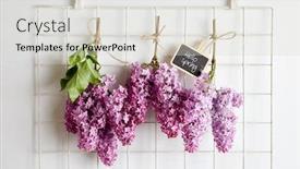  Presentation with purple spring - Slide deck consisting of spring-purple-lilac-blooming-branches background and a light gray colored foreground