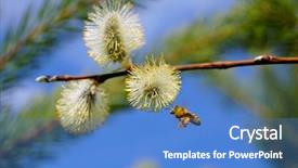  Presentation with bee - Amazing presentation having spring pussy willows - bee flies up backdrop and a teal colored foreground