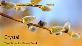  Presentation with branch - Slide set consisting of spring pussy willows - willow branch with buds background and a gold colored foreground