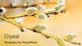  Presentation with waving palm branches - Theme consisting of spring pussy willows - willow branches with buds background and a yellow colored foreground
