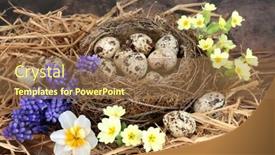  Presentation with rustic healthy - PPT layouts featuring spring-quail-eggs background and a coral colored foreground