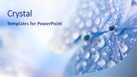  Presentation with blue flower - Slide deck enhanced with spring rain hydrangea light soft background and a sky blue colored foreground