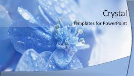  Presentation with blue flower - Beautiful presentation design featuring spring rain hydrangea light soft backdrop and a light blue colored foreground