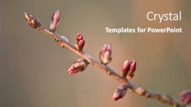  Presentation with bud - Presentation theme enhanced with spring red bud close up background and a coral colored foreground