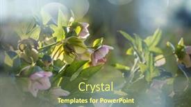  Presentation with springtime - Presentation theme featuring spring-scene-in-the-green background and a tawny brown colored foreground