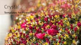  Presentation with springtime - Slides with spring-scene-in-the-green background and a coral colored foreground