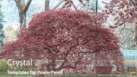  Presentation with springtime - Presentation design featuring spring-scene-in-the-green background and a violet colored foreground