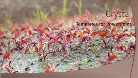  Presentation with healthy food - PPT theme consisting of spring-seedlings-shoots-of-vegetable background and a coral colored foreground