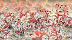  Presentation with healthy food - Theme having spring-seedlings-shoots-of-vegetable background and a coral colored foreground