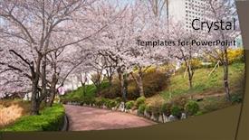  Presentation with sakura japanese cherry branch - Beautiful PPT layouts featuring spring seokchon lake park seoul backdrop and a light gray colored foreground