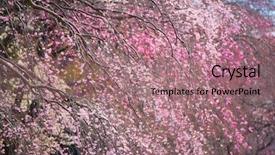  Presentation with sakura - Beautiful PPT layouts featuring spring shidare-sakura cherry blossoms in full bloom backdrop and a coral colored foreground