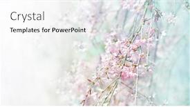  Presentation with cherry blossom - Colorful PPT theme enhanced with spring-shidarezakura-weeping-cherry-cherry backdrop and a white colored foreground