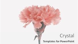  Presentation with pastel color spring - Theme featuring spring-smoke-beige-pink-carnation background and a white colored foreground