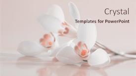  Presentation with pastel color spring - PPT theme consisting of spring-smoke-white-snowdrop-flower background and a lemonade colored foreground