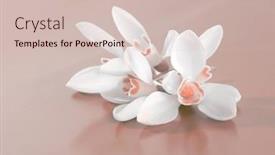  Presentation with pastel color spring - PPT theme having spring-smoke-white-snowdrop-flower background and a soft green colored foreground