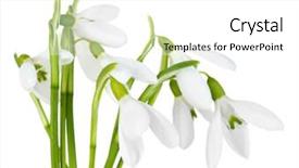  Presentation with white snow - Theme enhanced with spring snow - beautiful snowdrops isolated on white background and a white colored foreground
