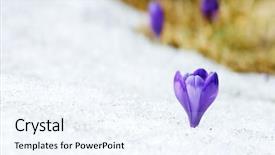  Presentation with springtime - Presentation enhanced with spring snow - springtime is the moment background and a sky blue colored foreground