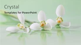  Presentation with snowdrop - Theme consisting of spring-snowdrop-flower-soft-focus background and a soft green colored foreground
