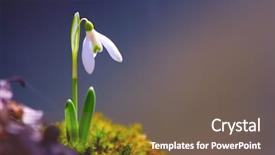  Presentation with snowdrop - Beautiful PPT theme featuring snowdrops - spring snowdrop flowers blooming backdrop and a gray colored foreground