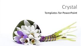  Presentation with snowdrop - 