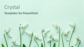  Presentation with light sign - Presentation theme having spring-snowdrop-flowers-on-light background and a sky blue colored foreground