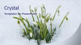  Presentation with snowdrop - Audience pleasing PPT layouts consisting of snowdrops - spring snowdrop flowers with pure backdrop and a sky blue colored foreground