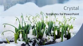  Presentation with spring - Audience pleasing PPT theme consisting of spring-snowdrops-galanthus-nivalis backdrop and a light blue colored foreground