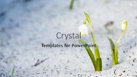  Presentation with snowflakes - Amazing presentation theme having spring-snowflakes-in-snow backdrop and a lemonade colored foreground