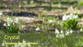  Presentation with snowflakes - Beautiful PPT layouts featuring spring-snowflakes-on-meadow backdrop and a tawny brown colored foreground