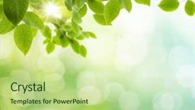  Presentation with focus - Beautiful presentation design featuring spring spring - natural green background with selective backdrop and a mint green colored foreground