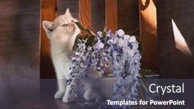  Presentation with kitten - Presentation design enhanced with spring-still-life-with-blooming background and a dark gray colored foreground