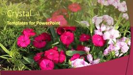  Presentation with clove - PPT theme with spring-sunny-background-with-carnation background and a tawny brown colored foreground