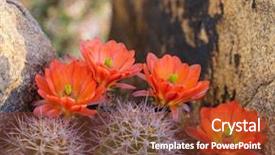  Presentation with arizona desert - Theme enhanced with spring sunshine in arizona desert background and a tawny brown colored foreground