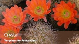  Presentation with arizona desert - Theme enhanced with spring sunshine in arizona desert background and a tawny brown colored foreground