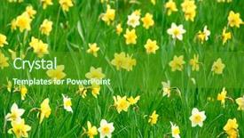  Presentation with yellow narcissus or daffodil flowers - Presentation theme featuring spring time - background of white and yellow background and a tawny brown colored foreground