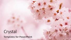  Presentation with cherry blossom - PPT layouts consisting of spring time - cherry blossom with beautiful pink background and a lemonade colored foreground