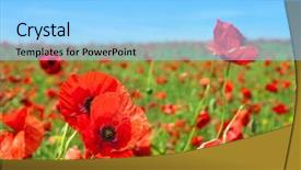  Presentation with wild flower in field of daisies - Theme enhanced with spring time - summer landscape wild poppy flowers background and a light blue colored foreground