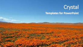  Presentation with poppy - Audience pleasing presentation theme consisting of time in the california poppy backdrop and a teal colored foreground