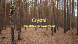  Presentation with pine forest - Colorful theme enhanced with spring-time-in-the-forest backdrop and a tawny brown colored foreground