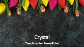  Presentation with tulips - Presentation consisting of spring time or easter theme background and a dark gray colored foreground