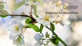  Presentation with spring tree - PPT theme consisting of spring-tree-in-the-garden background and a lemonade colored foreground