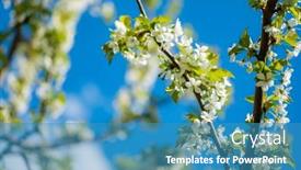  Presentation with spring tree - Slide deck enhanced with spring-tree-over-blue-sky background and a teal colored foreground