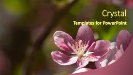  Presentation with spring tree - Slide deck consisting of spring-tree-with-flower background and a tawny brown colored foreground