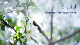  Presentation with spring tree - Amazing presentation theme having spring-tree-with-flower backdrop and a sky blue colored foreground