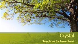  Presentation with spring tree - Theme consisting of spring tree with fresh green background and a tawny brown colored foreground