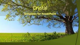  Presentation with oak tree - Audience pleasing slides consisting of spring tree with fresh green backdrop and a tawny brown colored foreground